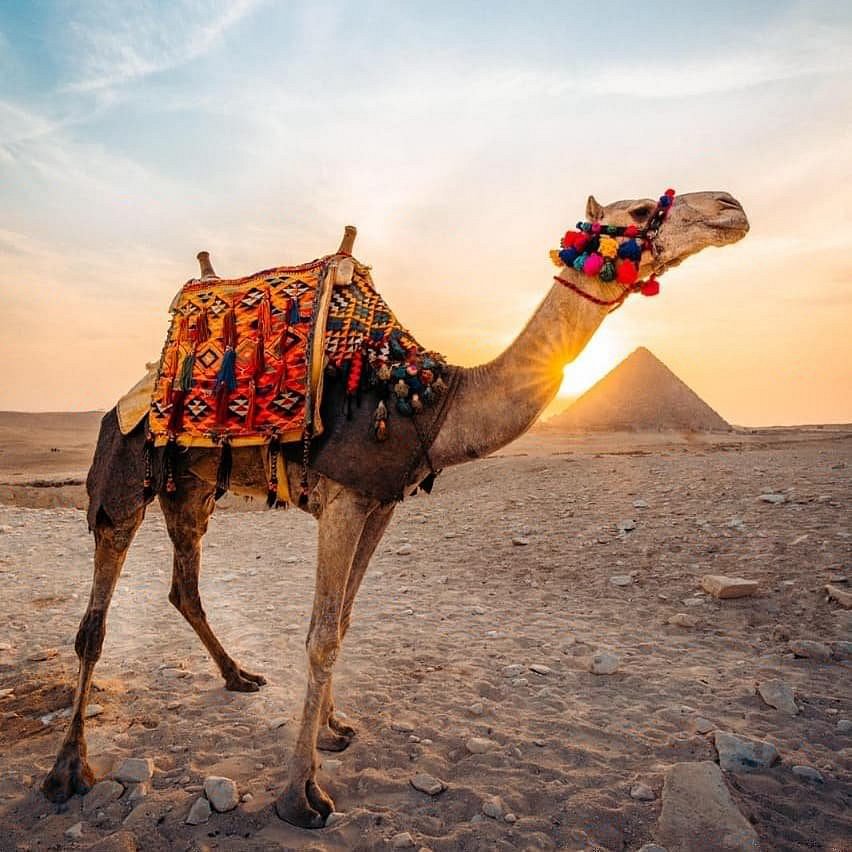 Kadmar Travel | Camel Riding at ​Giza Pyramids