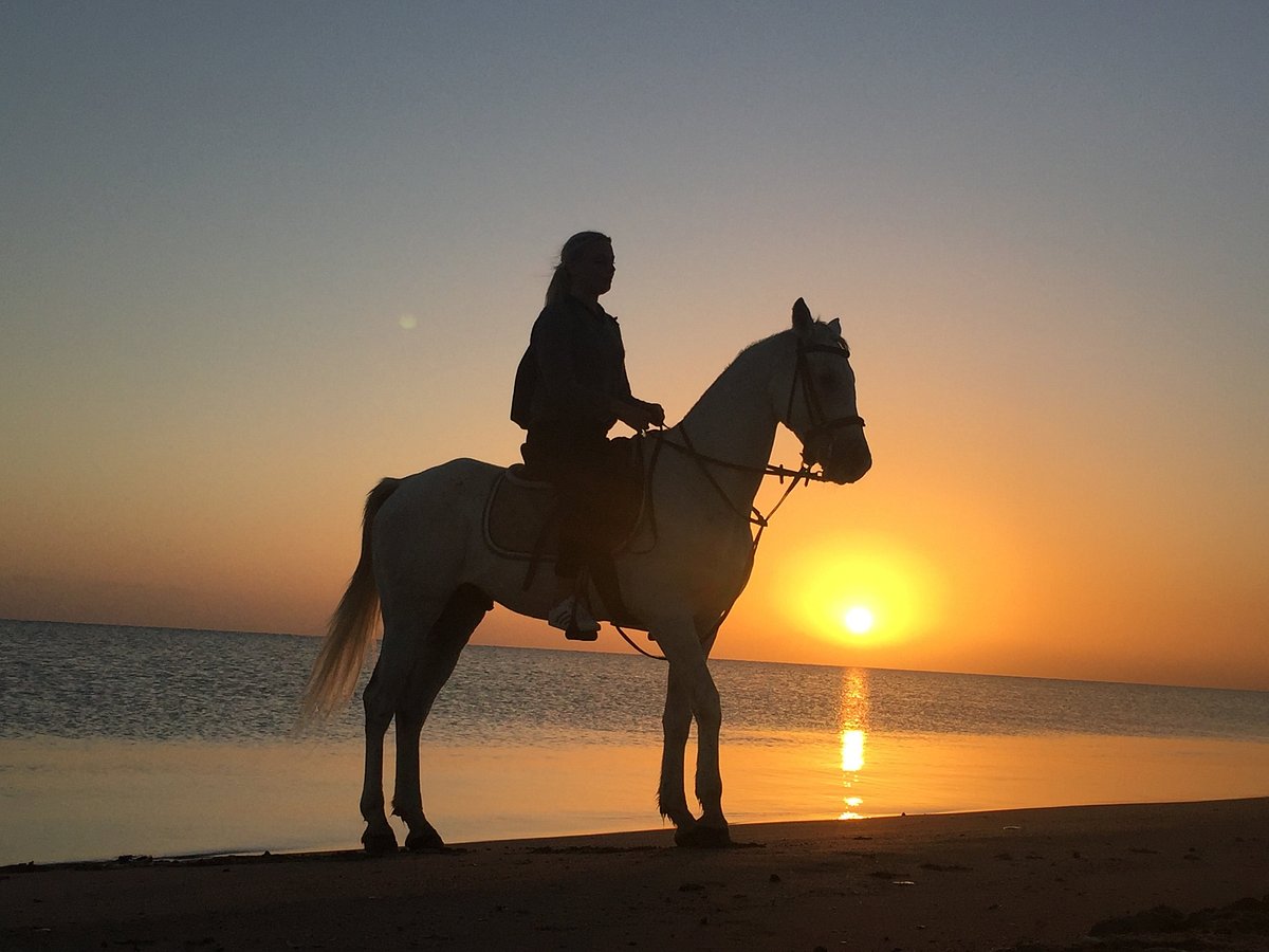 Horse Ride